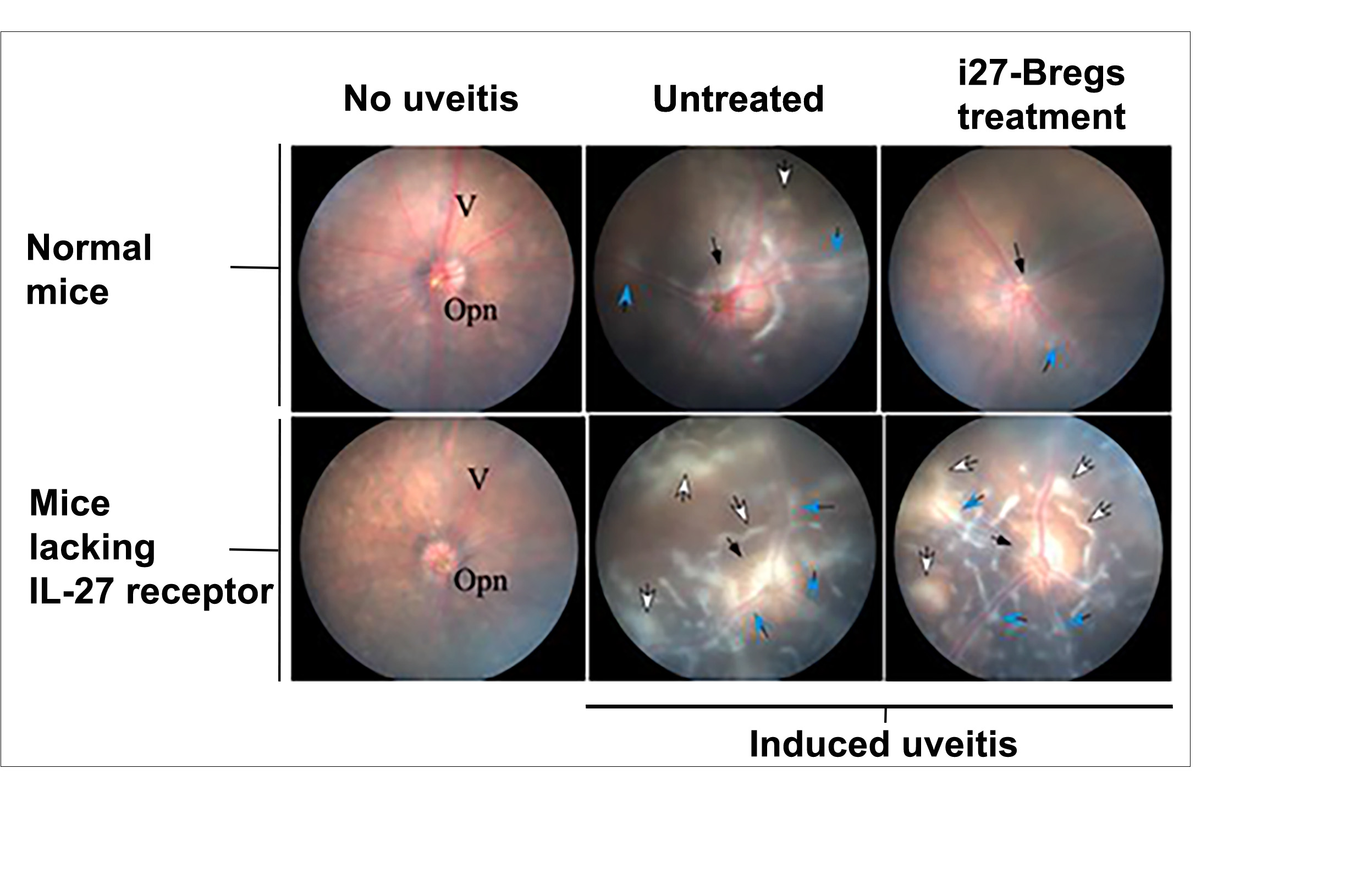 Photos of mouse retina. 