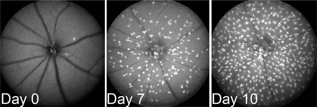 Images of mouse retina at 0, 7, and 10 days.