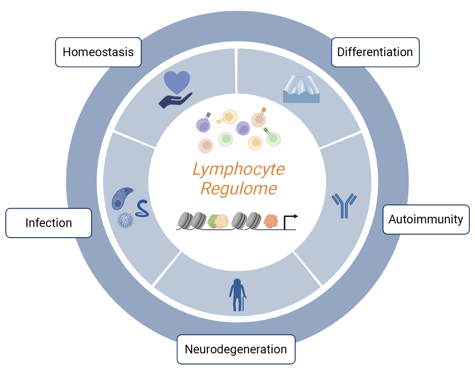 Lymphocyte Regulome