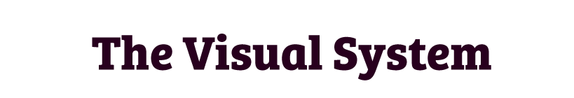 The visual system