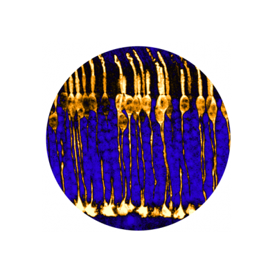 Cone cells