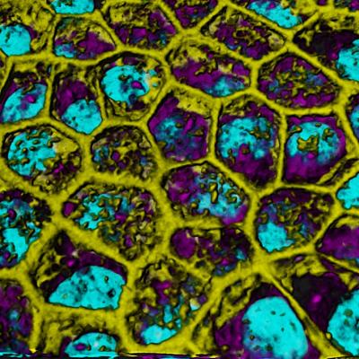 Image of Retina layer 