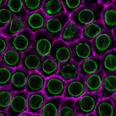 Image of Lamin Actin