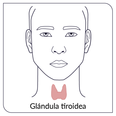 La tiroides es una glándula ubicada en el área del cuello, que produce las hormonas tiroideas.