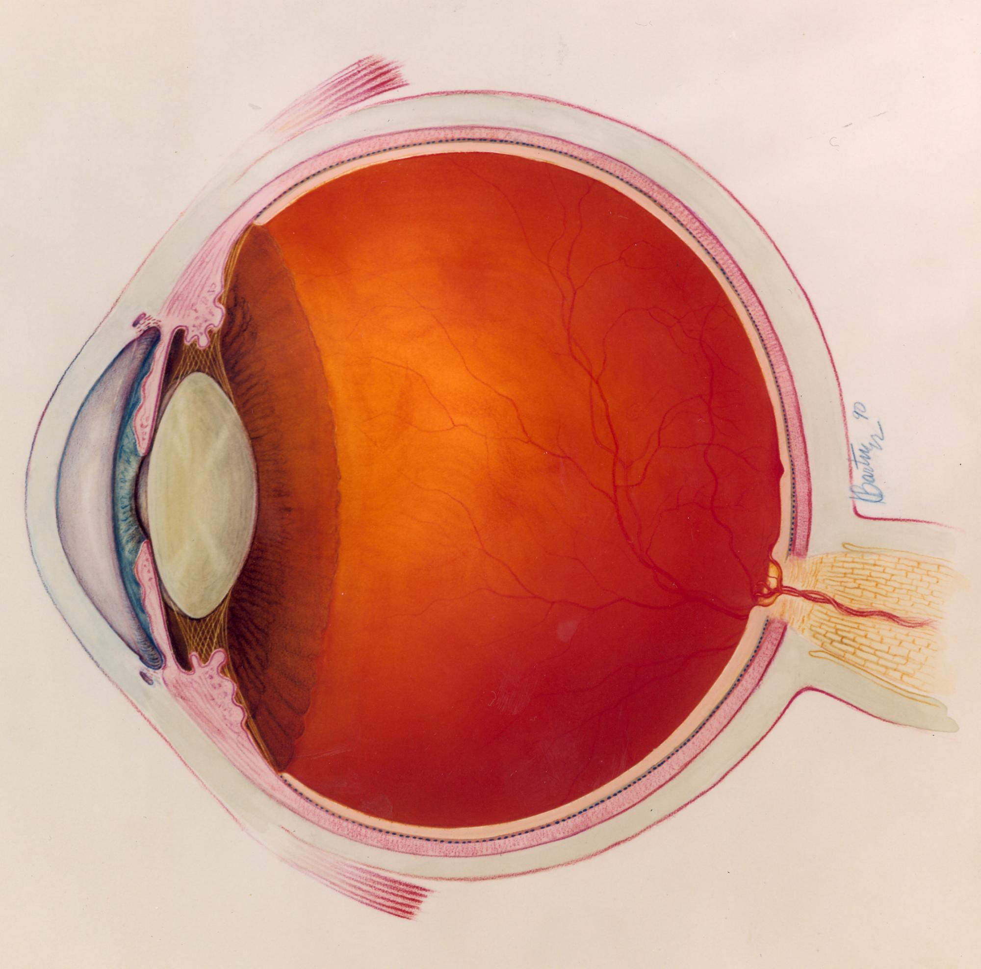 diagram of the eye
