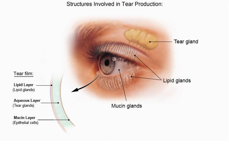 Diagram of the structures involved in tear production including the tear gland, lipid glands, and mucin glands.