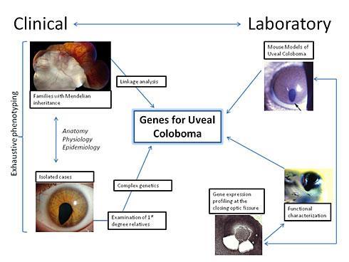 lab to clinics flow chart 