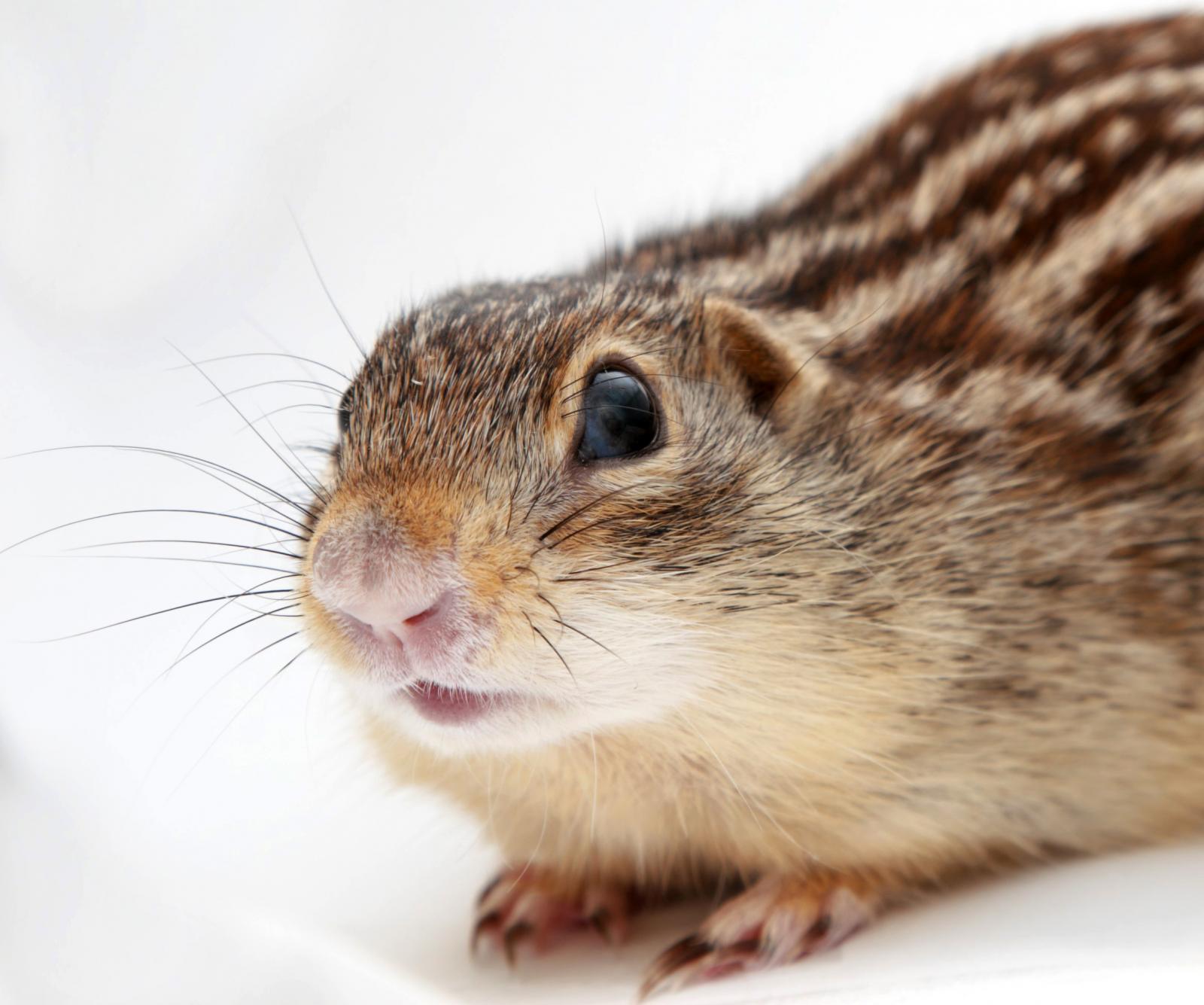 ground squirrel