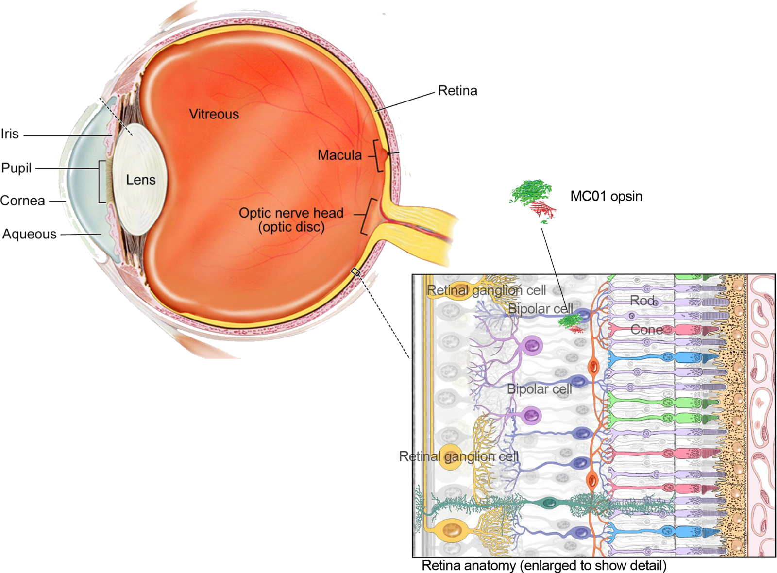 Cross-section diagram of eye with inset showing retinal cell types