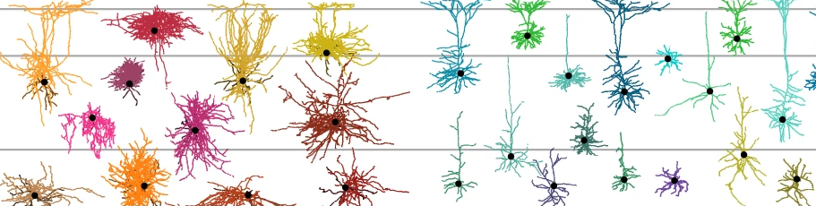 Neurons in different colors and shapes