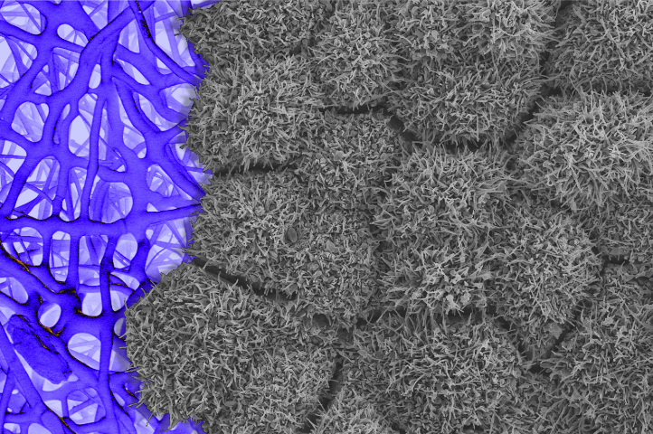 Image of RPE on fibers