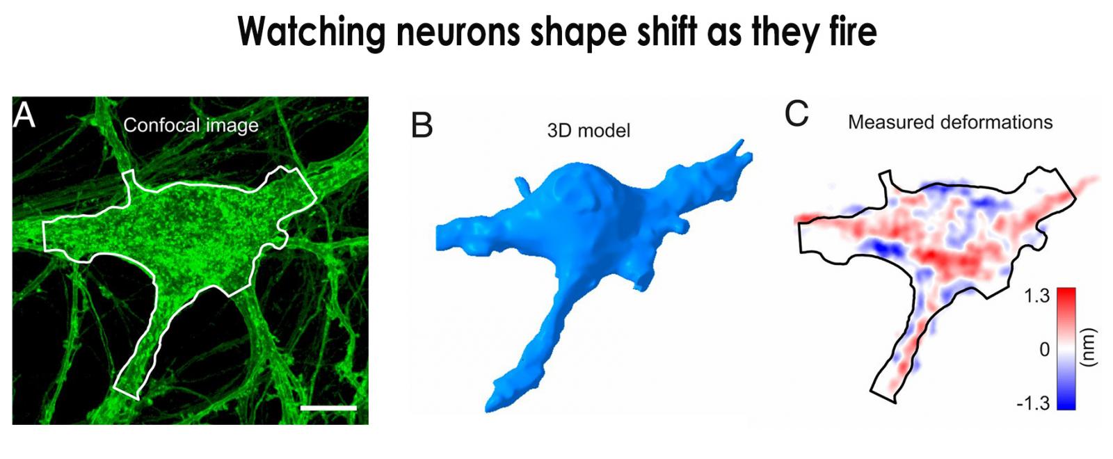 Confocal image is green, 3D model is blue with dome-like shape, spikes are mapped in red and blue