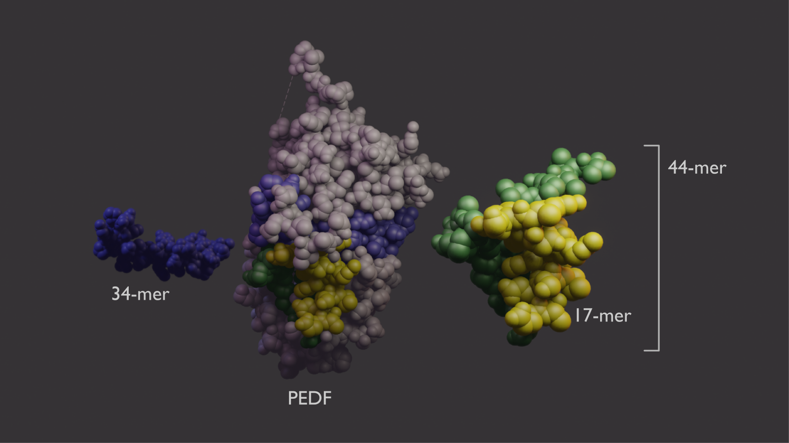 3D models of PEDF and the 44-mer, 34-mer, and 17-mer peptides