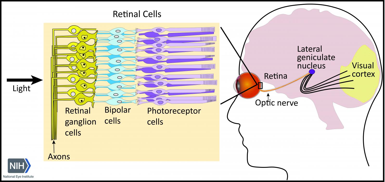 Schematic of photoreceptors and bipolar cells in the retina.