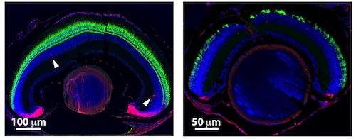 Cross-section of zebrafish eye
