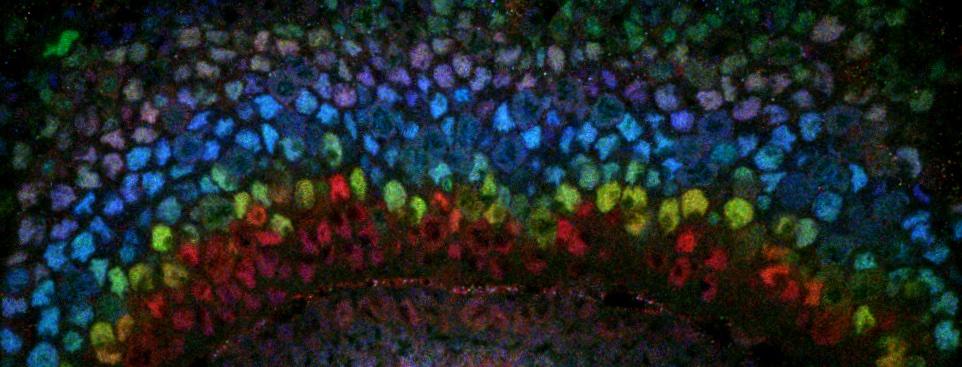 Cells of fruit fly visual system stained in rainbow colors