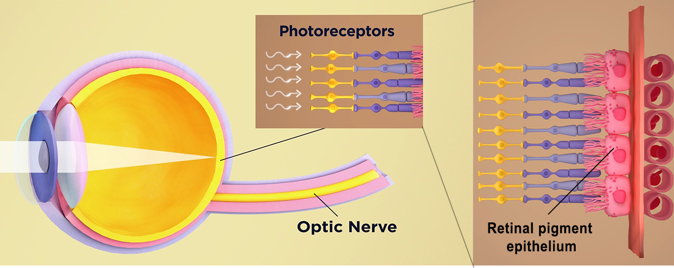 Eye illustration