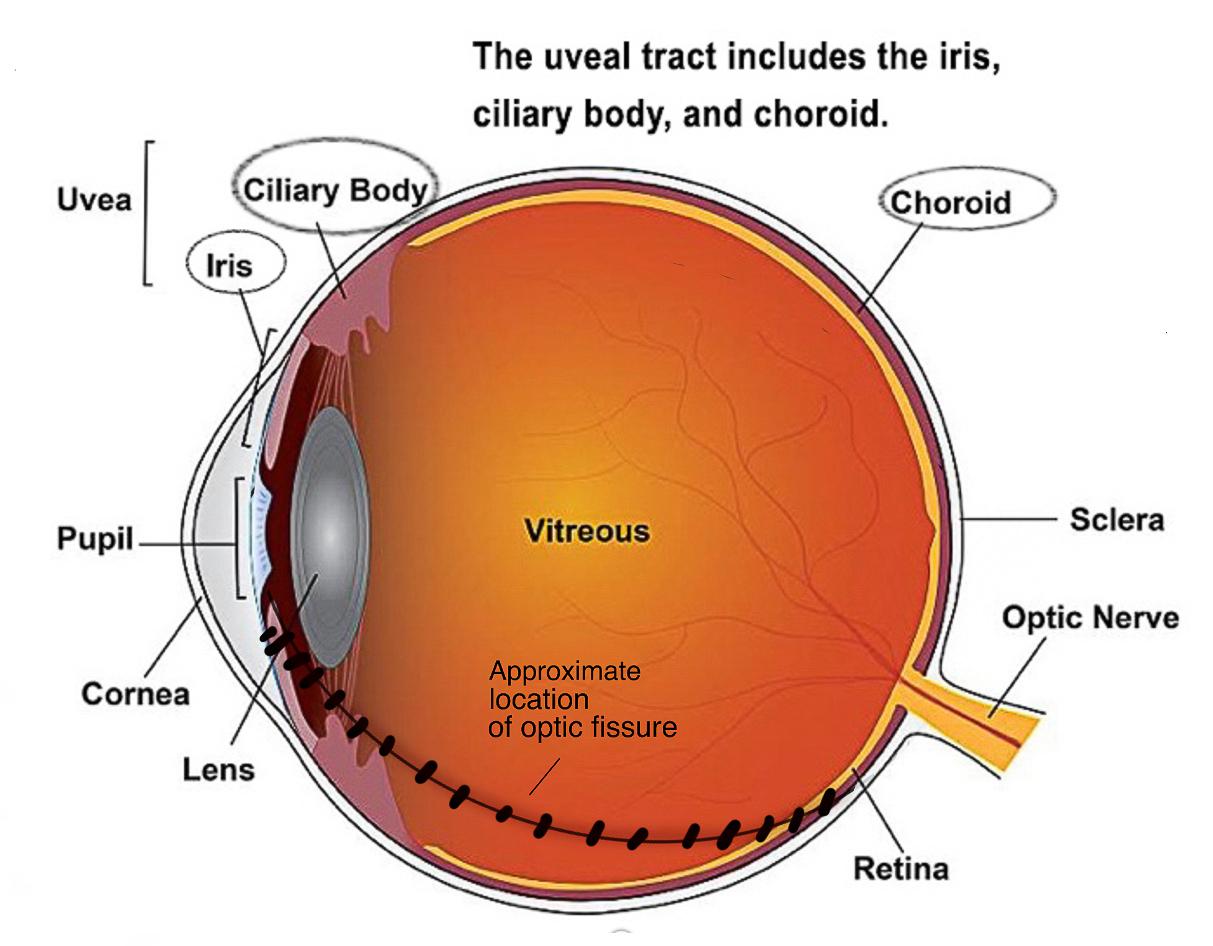 Diagram of eye with optic fissure 