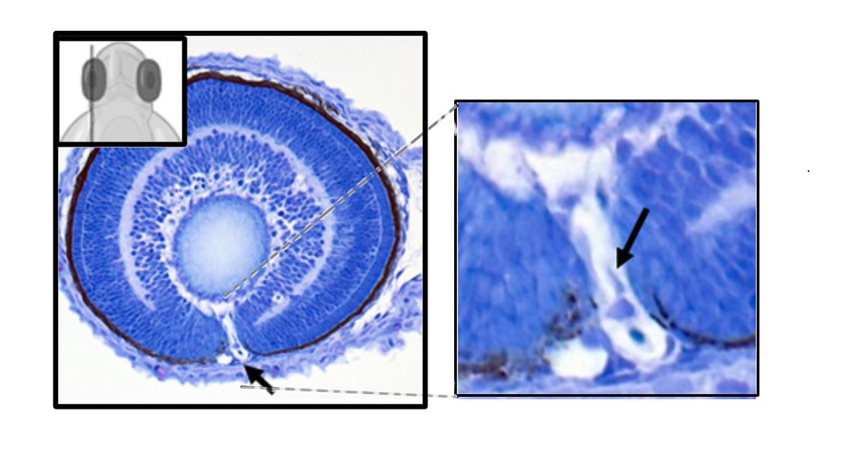 Eye cross section