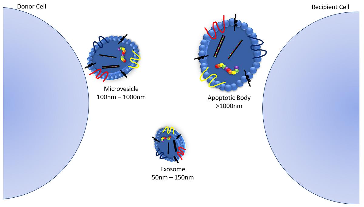 Extracellular vesicles