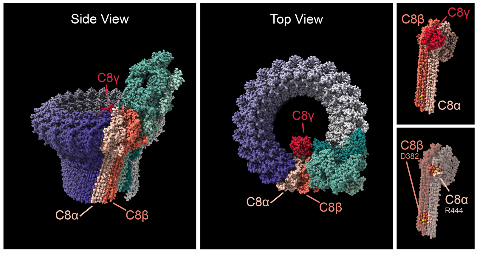 Side, top and inset views of the membrane attack complex model