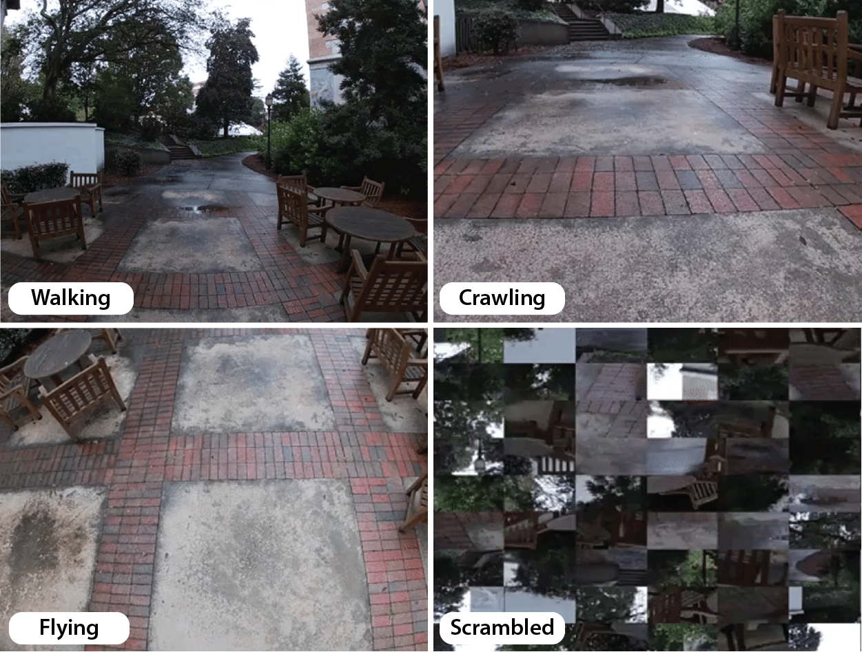 Views of a patio from a walking, crawling, or flying perspective, and a collection of scrambled views.