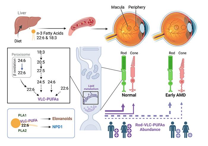 Schematic showing processing of very-long-chain polyunsaturated fatty acids through liver to the retina.