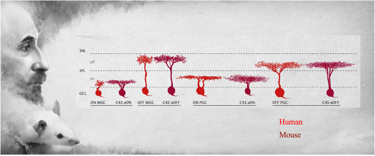 Illustration of retinal cell types, including midget cells.