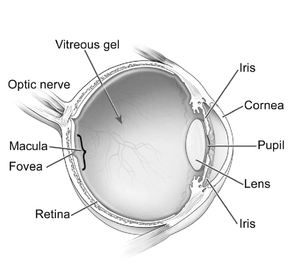 Illustration of eye