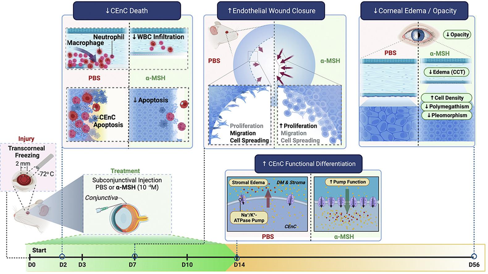 Schematic showing aMSH effect on corneal wound healing.