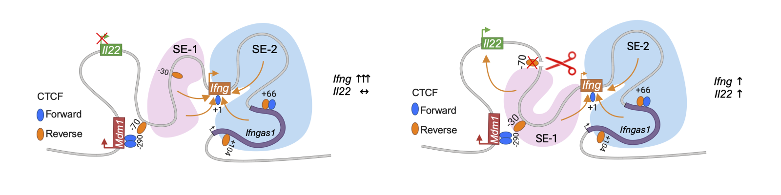 Schematic showing DNA loops with and without regulatory region near IFN-gamma.