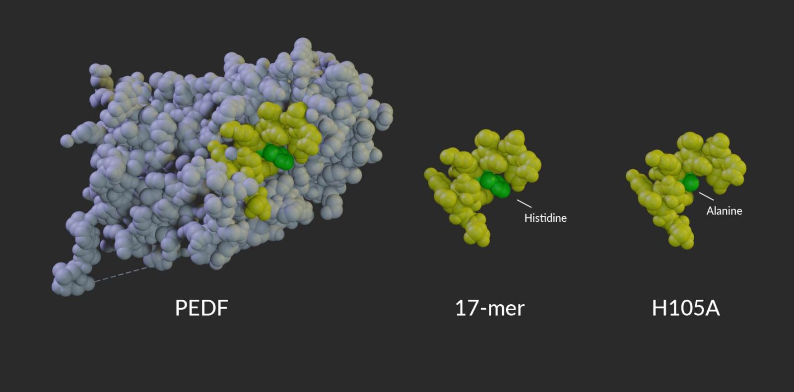 Molecular models of PEDF, 17-mer, and H105A showing residue 105.