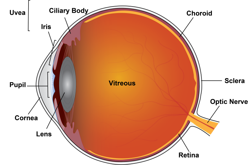Cross-section schematic showing eye structures.