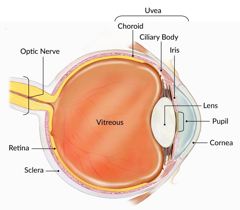 Colorful diagram of the parts of an eye.