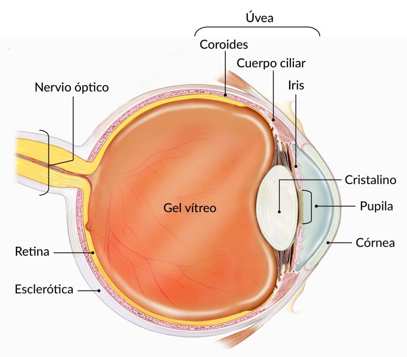 Un diagrama muestra las distintas partes del ojo.