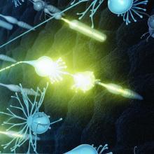 Artist's rendering of photoreceptor signaling a retinal ganglion cell