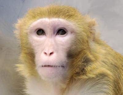 Rhesus macaque monkey