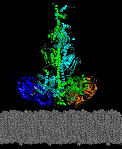 Model of protein structure with 4 protein chains