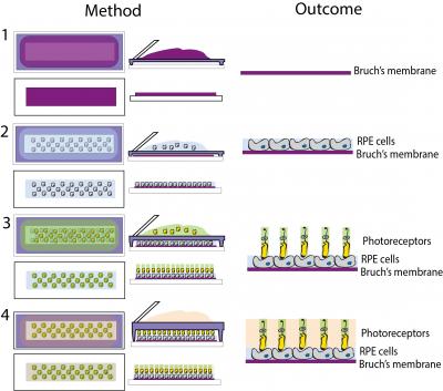 Diagram showing method and outcome of screen printing retinal organoid