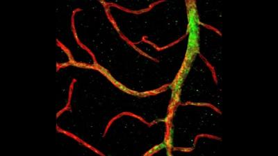 Mouse retinal blood vessels