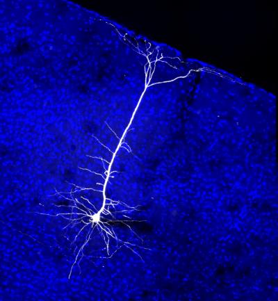 Projection neuron in the mouse cortex