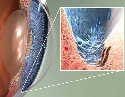 Illustration of the front of the eye