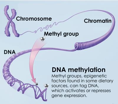 DNA methylation process