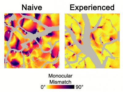 Side-by-side images showing how vision experience reduces monocular mismatch