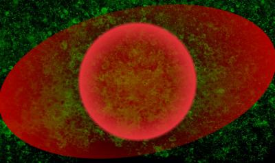 Field of green cells with red circle and red oval overlaid.