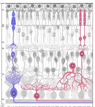Layers of the retina as drawn by Ramon y Cajal