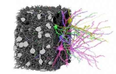 Block of neurons with colored dendrites extending out