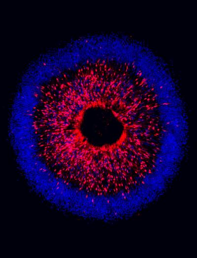 Image of fluorescent cells in iris-like pattern