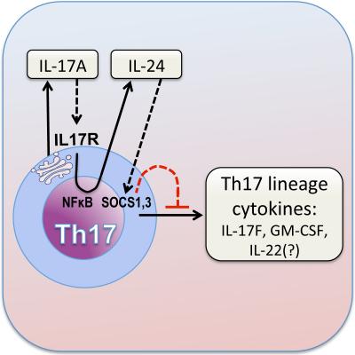 IL-17A acts on Th17 cells to produce anti-inflammatory response