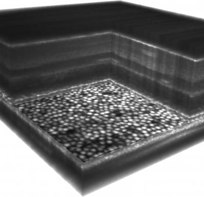 Cut into 3D volume displaying flat pattern of round cells